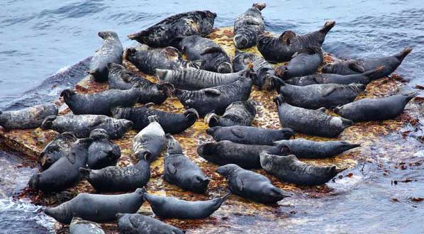 Photo Scotland is home to one third of the global population of grey seals